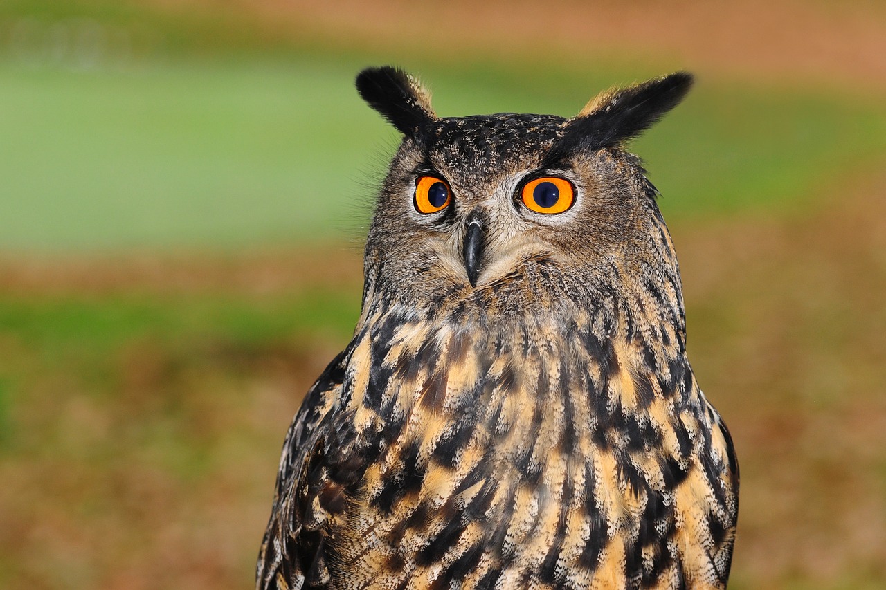 european eagle owl 2010346 1280