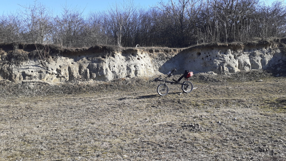 tojaras a szentendrei szigeten 08