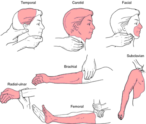 arterial_pressure_points