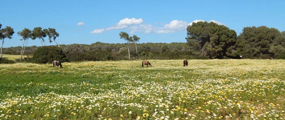 mallorca2018 01 02