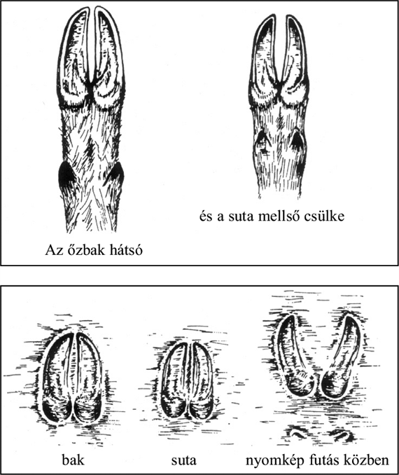 Őz06