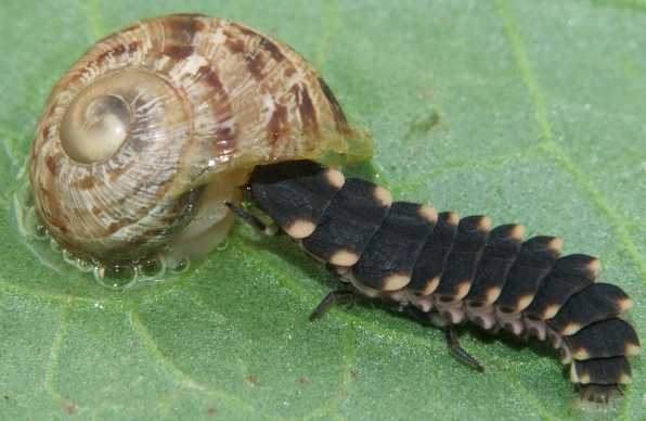 larva5 csiga