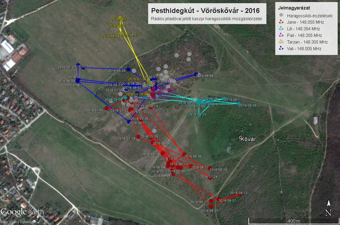 haragossiklok pesthidegkut 2016